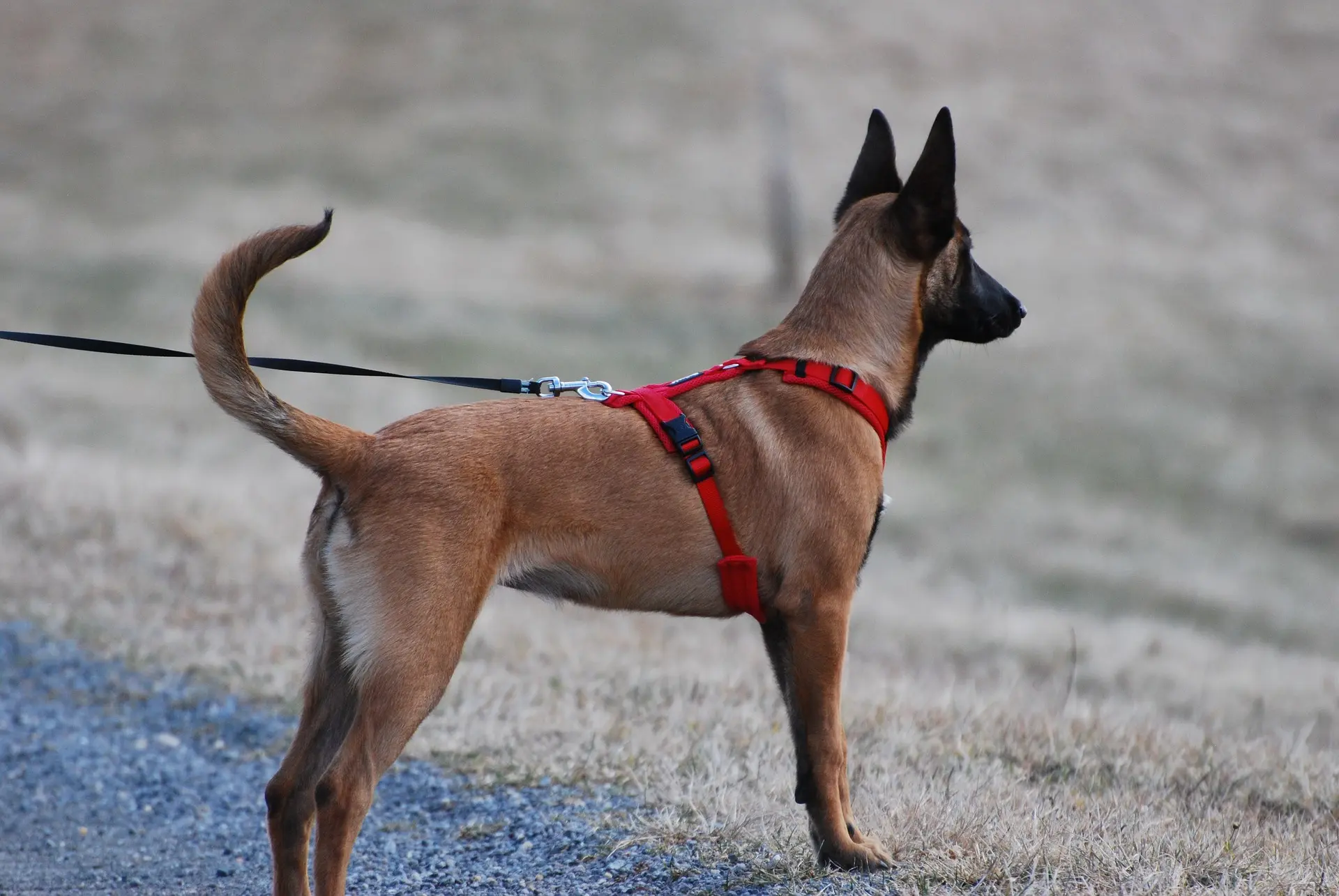 how tight should a dog harness be